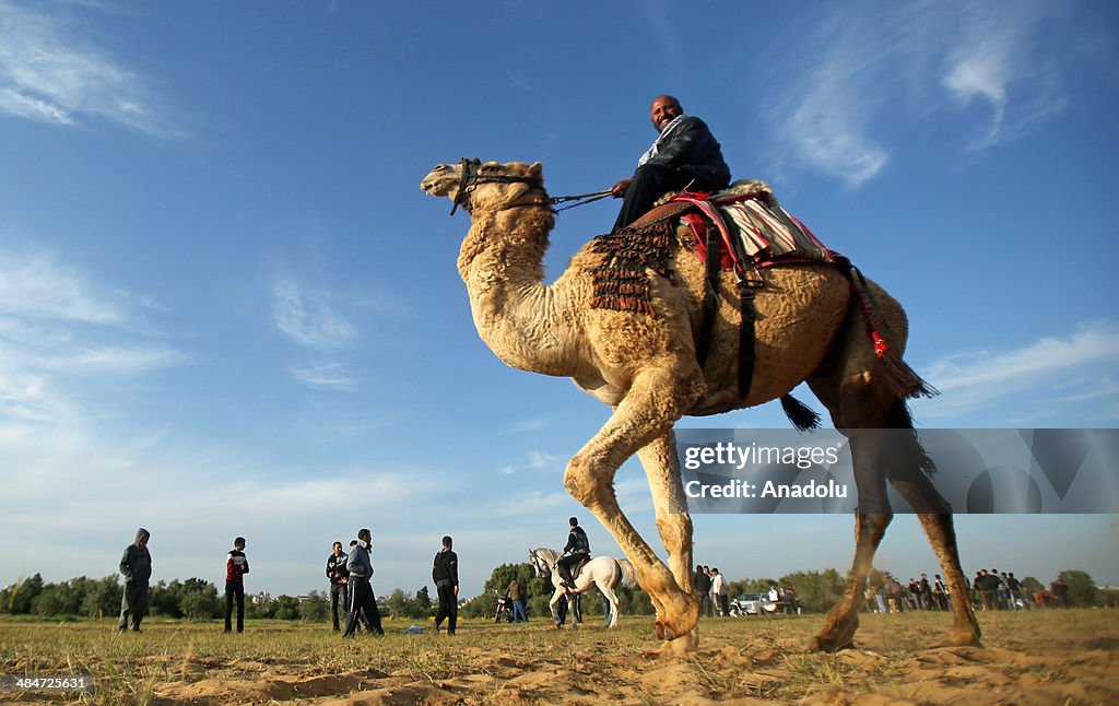 Horse and Camel Race in Gaza