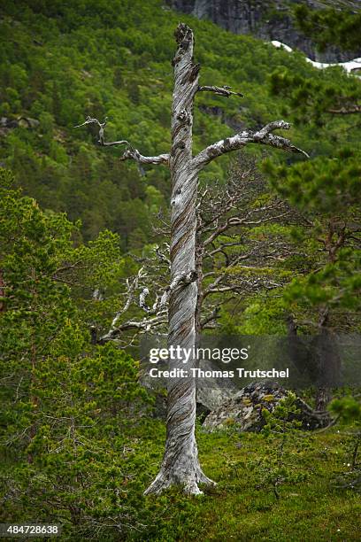 Kinsarvik, Norway Dead tree close to Kinsarvik at the national park of Hardangervidda on July 16, 2015 in Kinsarvik, Norway.