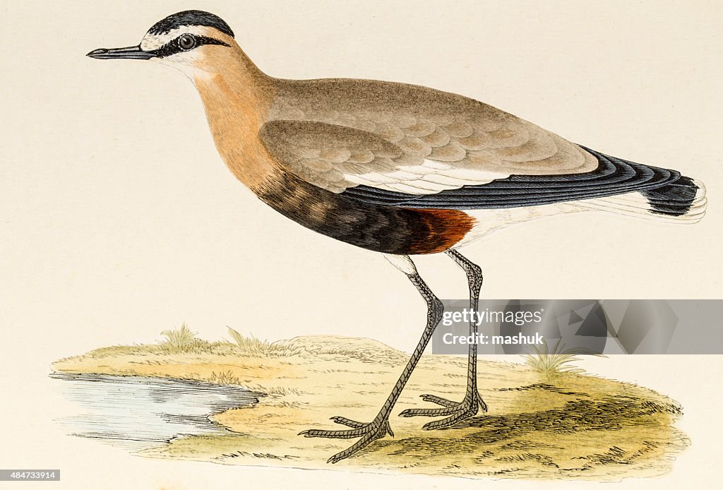 Social plover , 19 century science illustration