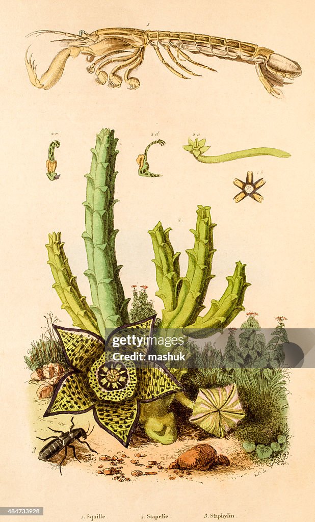 Mantis shrimp , Stapelia plant and rove beetles