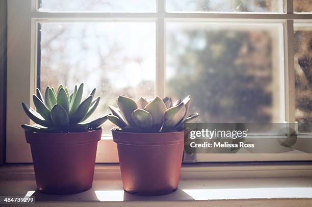 two potted succulent plants on a sunny windowsill - window sill stockfoto's en -beelden