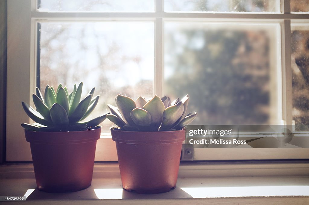 Two potted succulent plants on a sunny windowsill