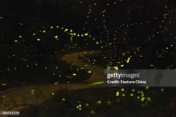 Firebrands Insect 180 Firebug Insect Stock Photos, High-Res Pictures, and Images - Getty ...