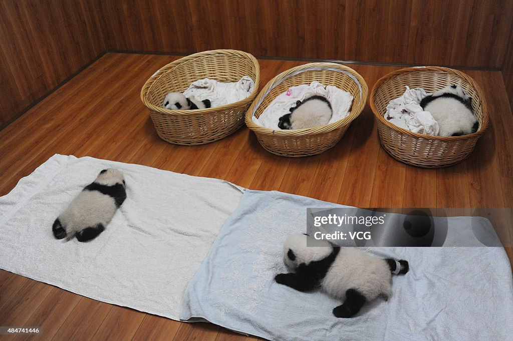 Newborn Panda Cubs Show In Ya'an