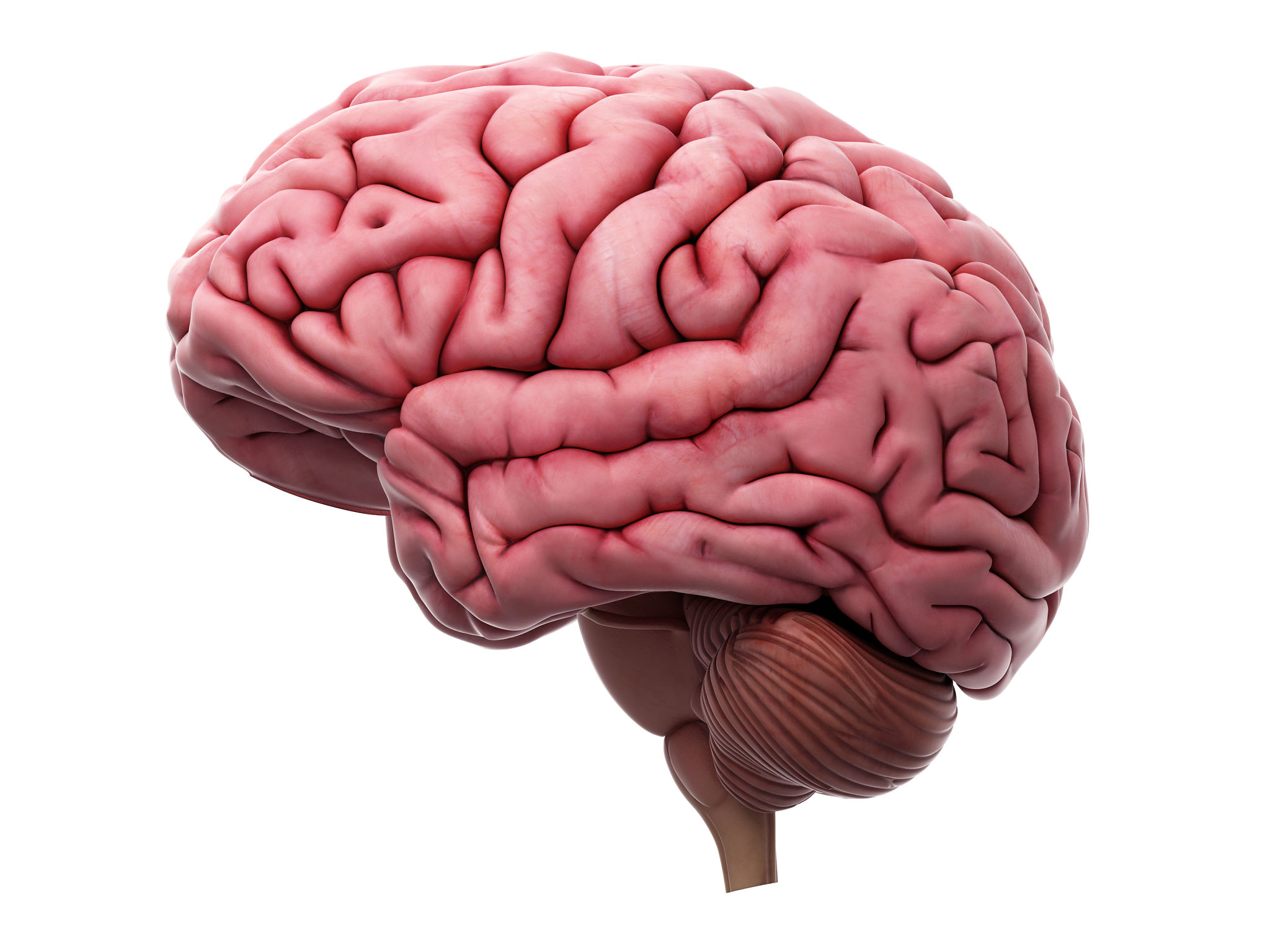 brain illustration