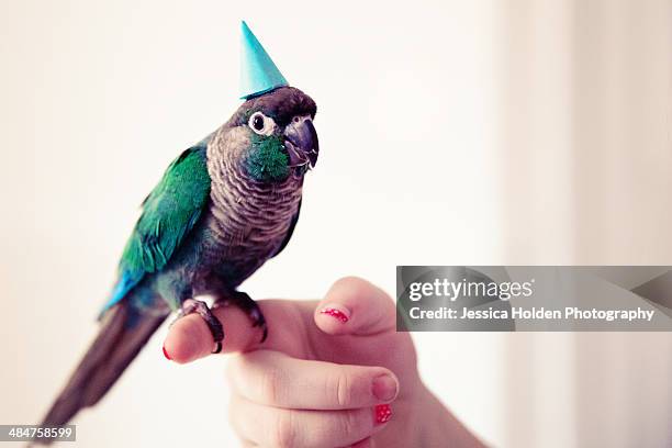 Turquiose Conure wearing Birthday hat