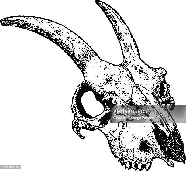 bildbanksillustrationer, clip art samt tecknat material och ikoner med spooky animal skull - horned