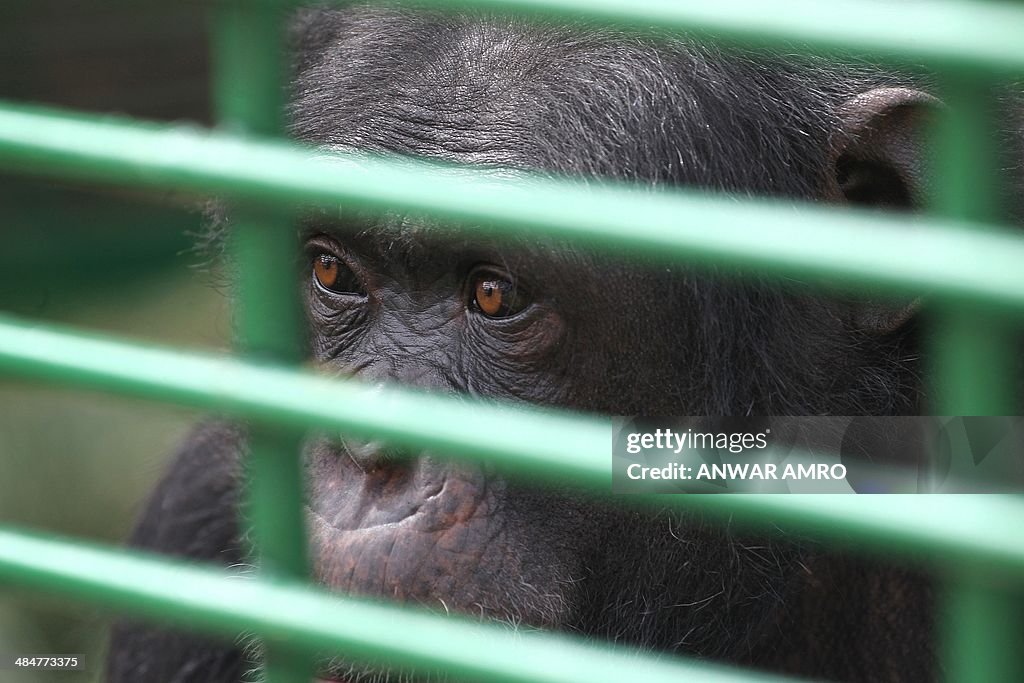 LEBANON-ANIMAL-WELFARE-CHIMPANZEE