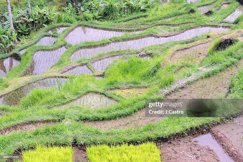 Rice Terrace