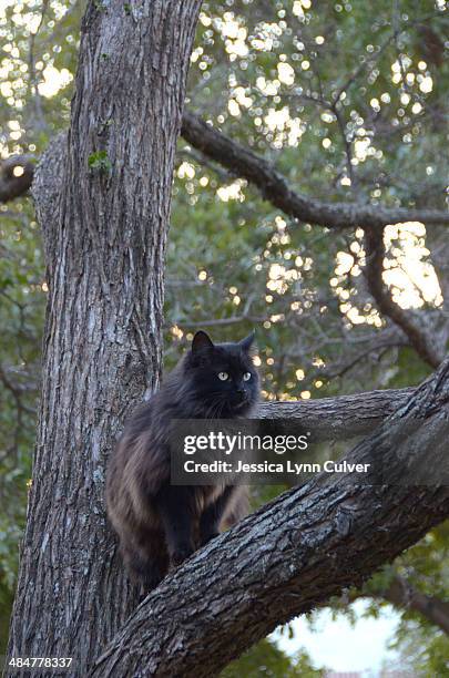 black cat in a live oak tree - live oak tree texas stock pictures, royalty-free photos & images
