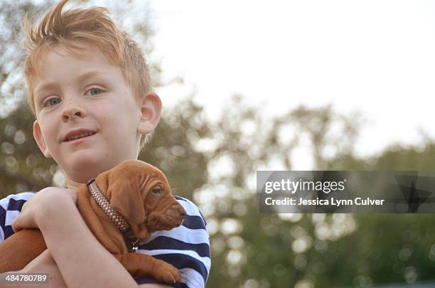 ginger hair boy holding ginger hair puppy - ginger lynn - fotografias e filmes do acervo