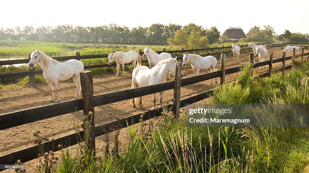 White horses in Camargue