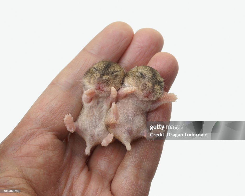 Baby hamsters