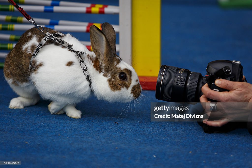 Easter Rabbit Steeple Chase