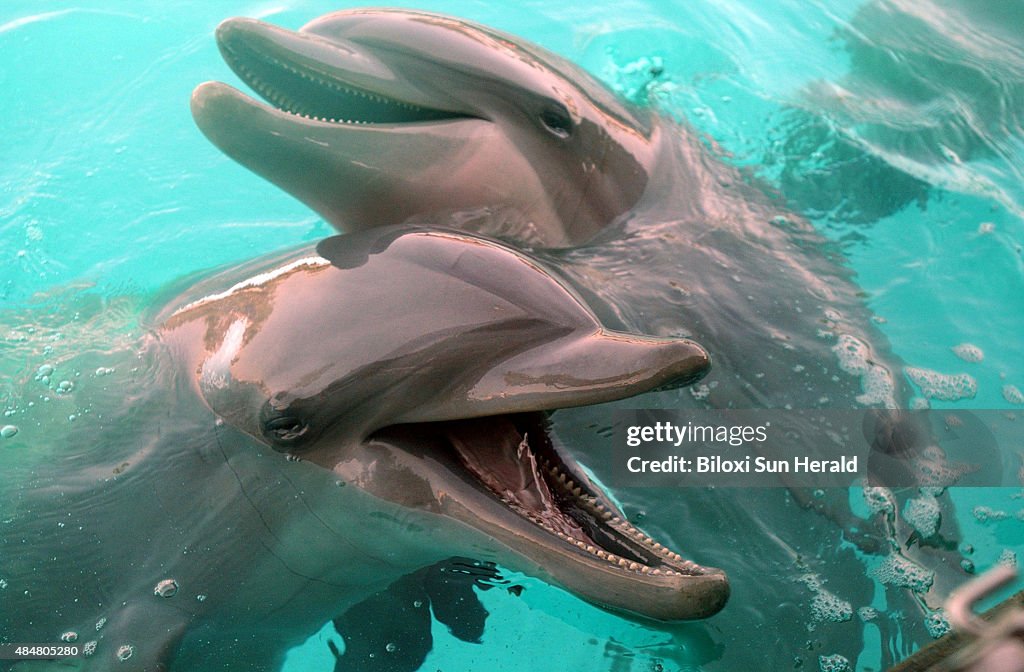 Katrina dolphins: The untold story some believe never should have happened