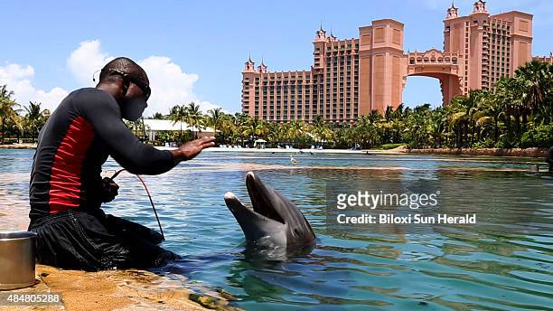Trainer works with one of the Marine Life dolphins at the Dolphin Cay attraction at Atlantis Paradise Island in the Bahamas on July 2, 2015.