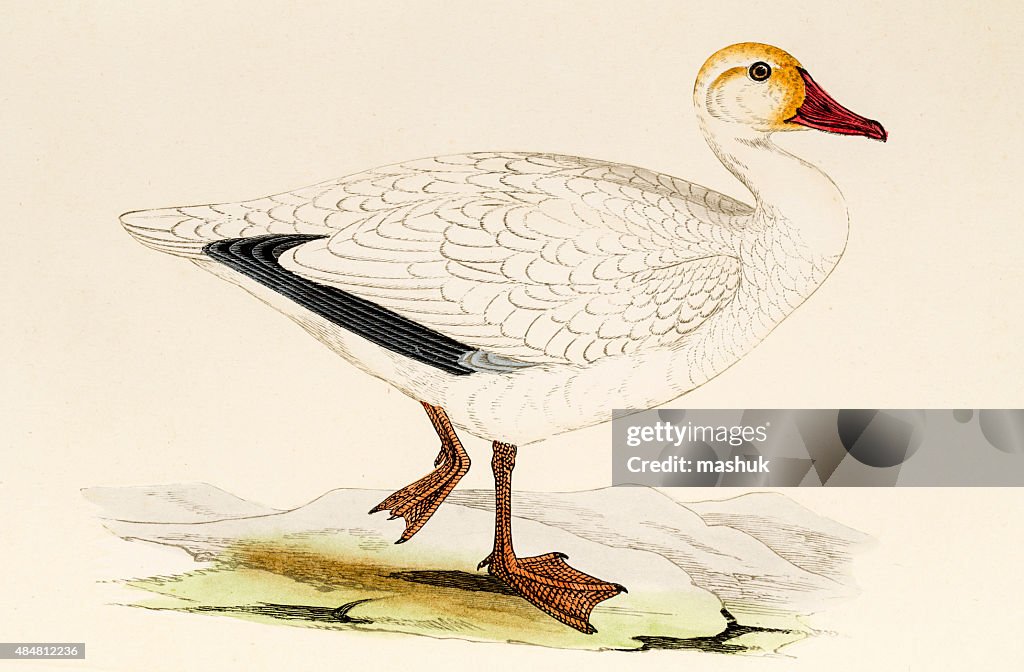 Snow goose, 19 century science illustration