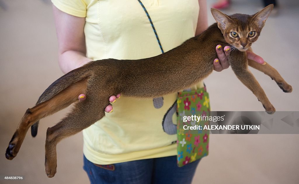 RUSSIA-CAT-EXHIBITION