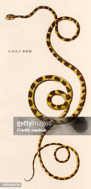 coluber , 18 century science illustration - snake illustration stock illustrations