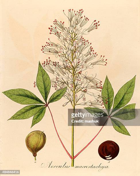 buckeye, 19 century botanical illustration - horse chestnut tree stock illustrations