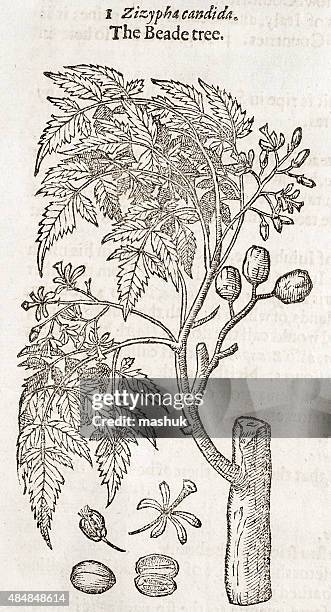 zizyphus tree , 17 century botanical illustration - thistle stock illustrations