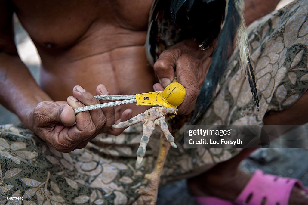 Illegal Cockfighting In The Phillipines