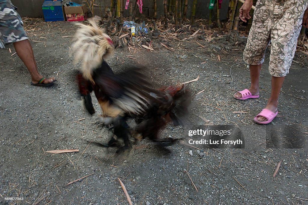 Illegal Cockfighting In The Phillipines