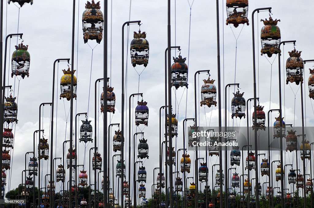 Zebra Dove Contest in Indonesia