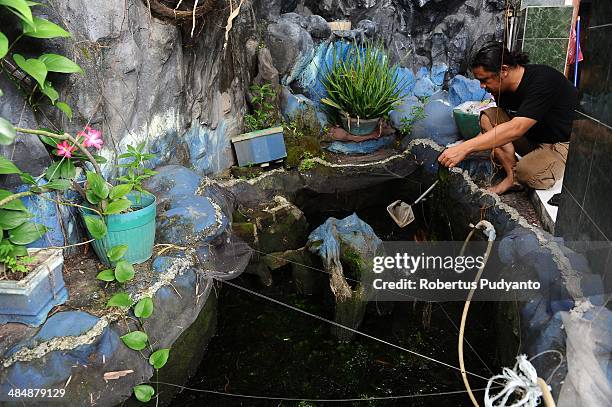 Leech therapist, Asep Nugraha cleans up his leeches pond on April 15, 2014 in Surabaya, Indonesia. Hirudo medicinalis is one of the species of...