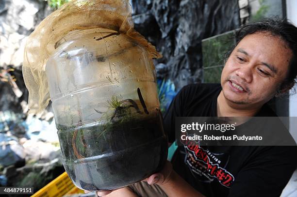 Leech therapist, Asep Nugraha shows a large glass jar containing leeches prepared for medicinal therapy on April 15, 2014 in Surabaya, Indonesia....