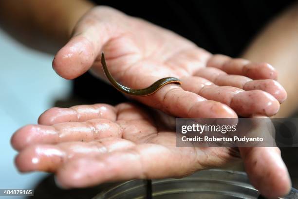 Leech therapist, Asep Nugraha shows a leech used for medicinal therapy in his clinic on April 15, 2014 in Surabaya, Indonesia. Hirudo medicinalis is...