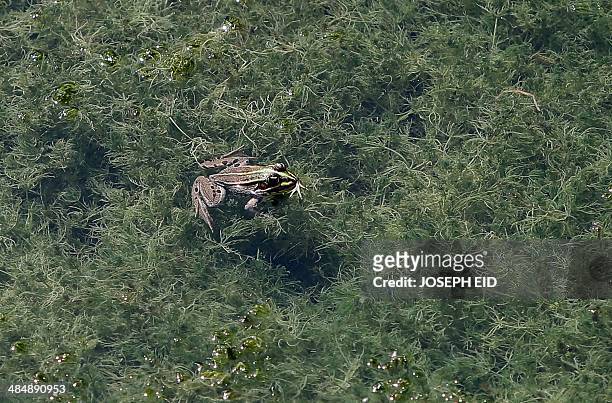 Frog rests on algae in the Ammiq lake in the Bekaa valley on April 14, 2014. The Ammiq Wetland is the largest remaining freshwater wetland in...
