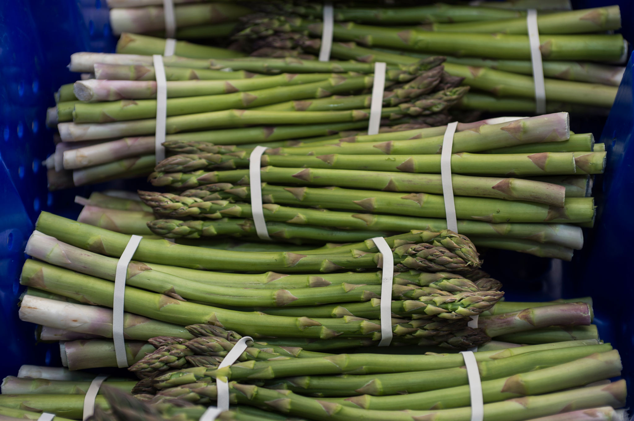 asparagus export