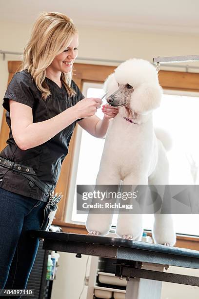 professionelle hund groomer in einem haustier-salon - standard poodle stock-fotos und bilder