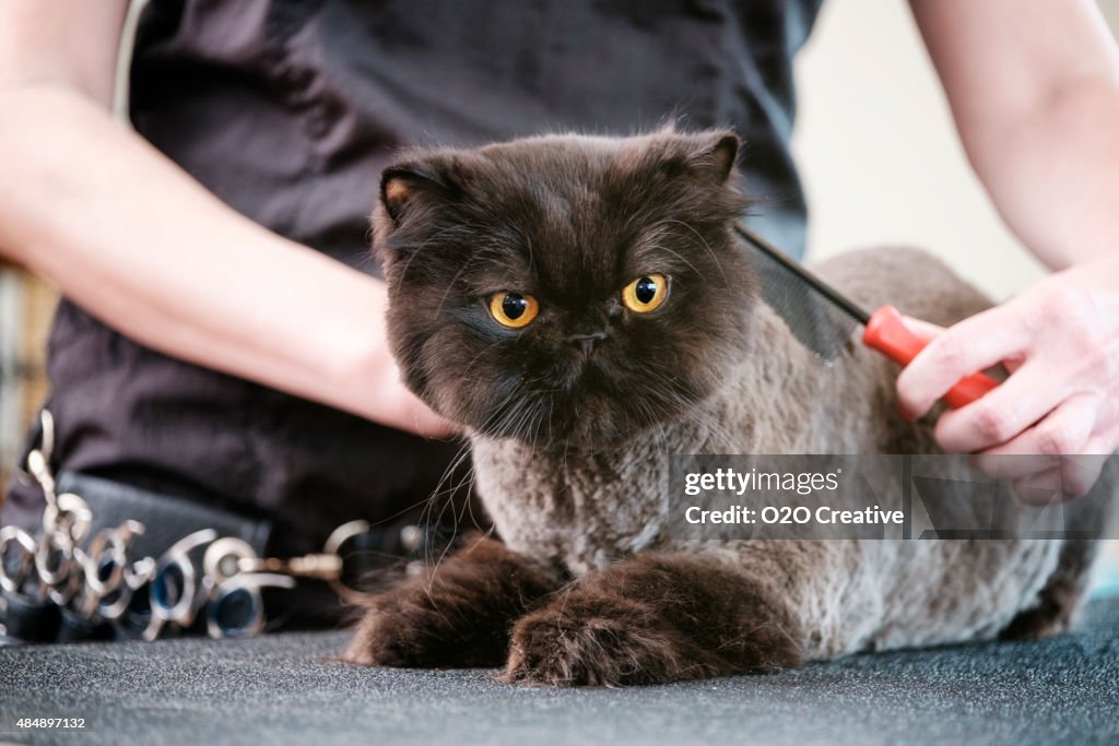 Cat cuidador profesional en salón de mascotas