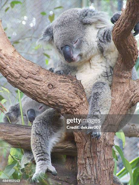 Sleeping koala