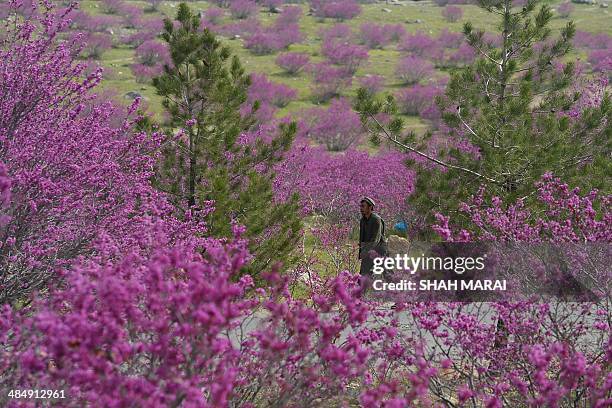 Charikar 166 Charikar City Stock Photos, High-Res Pictures, and Images - Getty ...