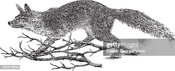 gray fox jagen. , isoliert auf weiss - gray fox stock-grafiken, -clipart, -cartoons und -symbole