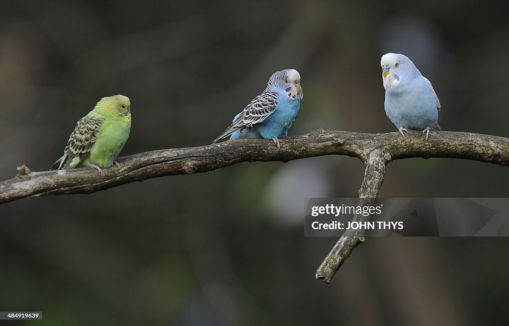 BELGIUM-ANIMALS