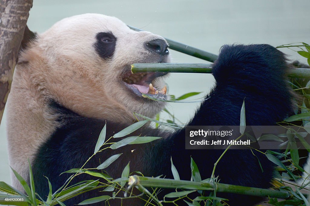 Edinburgh Zoo's Giant Panda Breeding Season Comes To An End