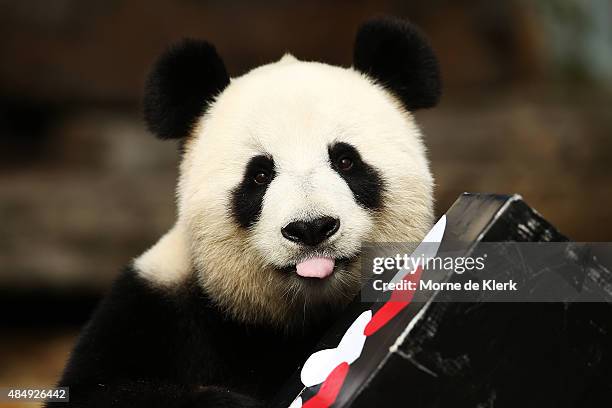 Fu Ni the giant panda is treated to specially prepared panda treats for her birthday at the Adelaide Zoo on August 23, 2015 in Adelaide, Australia....