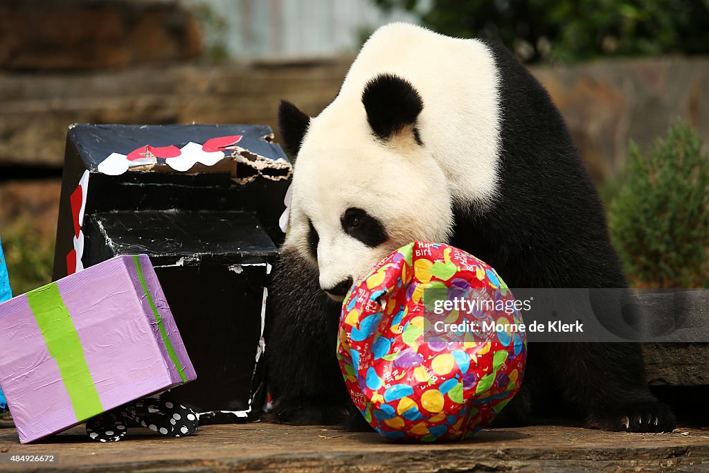 Giant Panda Celebrates Birthday At Adelaide Zoo