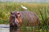 Hippopotamus (Hippopotamus amphibius) with Cattle Egret (Bubulcus ibis)