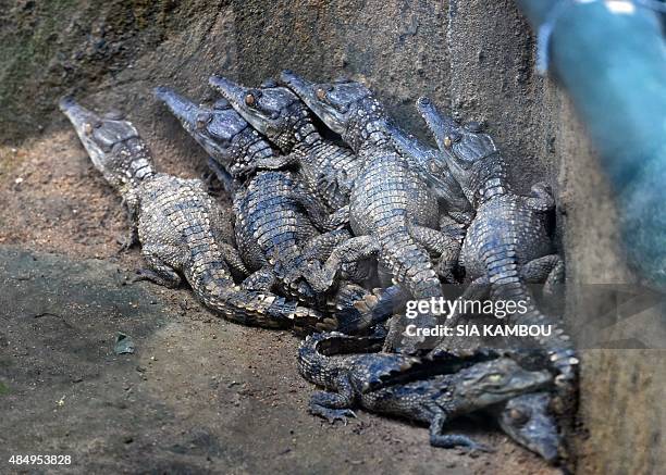 This photo taken on August 19, 2015 shows baby "false gharial" crocodiles in their enclosure at the Abidjan zoo. A wildlife nursery at the Abidjan...