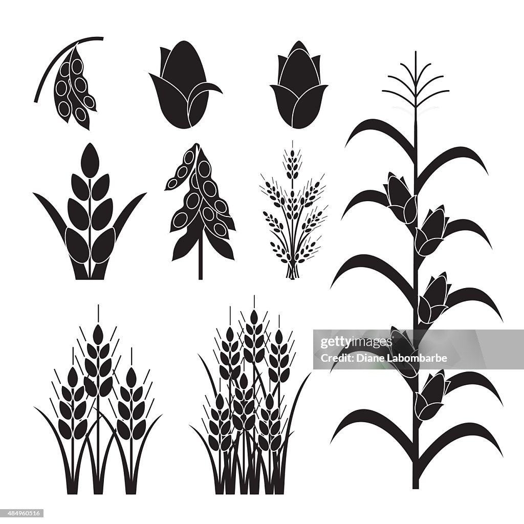 Simple Agricultural Crops Icons High-Res Vector Graphic - Getty Images