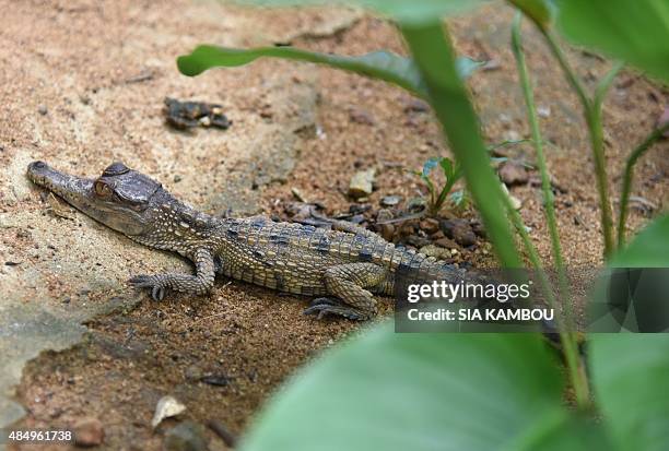 This photo taken on July 24, 2015 shows a baby "false gharial" crocodiles in an enclosure at the Abidjan zoo. A wildlife nursery at the Abidjan zoo...