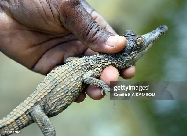 An animal handler holds a baby "false gharial" crocodile in his hands on July 24, 2015 at the Abidjan zoo. A wildlife nursery at the Abidjan zoo has...