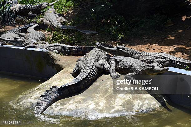 This photo taken on July 24, 2015 shows adult "false gharial" crocodiles in their enclosure at the Abidjan zoo. A wildlife nursery at the Abidjan zoo...