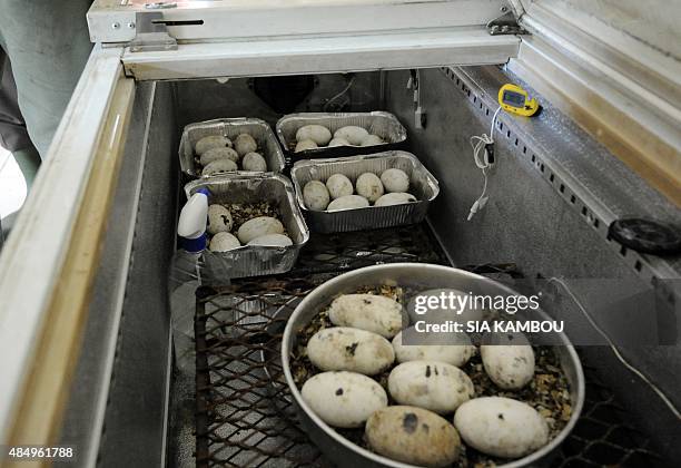 False gharial" crocodile eggs are installed an old refrigerators used as incubators at Abidjan's zoo, on June 11, 2014. A wildlife nursery at the...