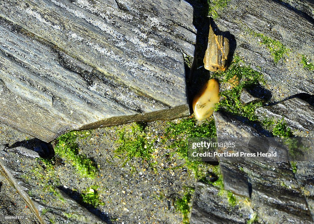 Seashore objects make interesting artistic arrangements